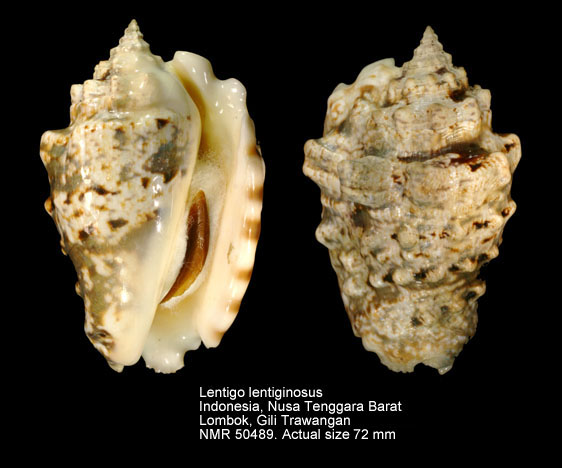 Lentigo lentiginosus (4).jpg - Lentigo lentiginosus (Linnaeus,1758) 